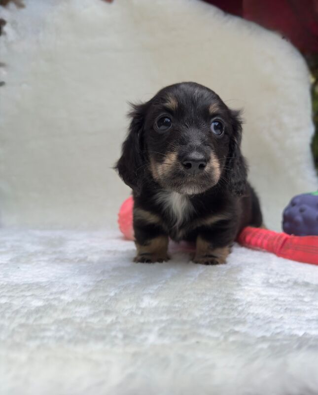 Dachshund puppies for sale in Richmond, Greater London – KC registered, 10 weeks old - Image 5 of 12