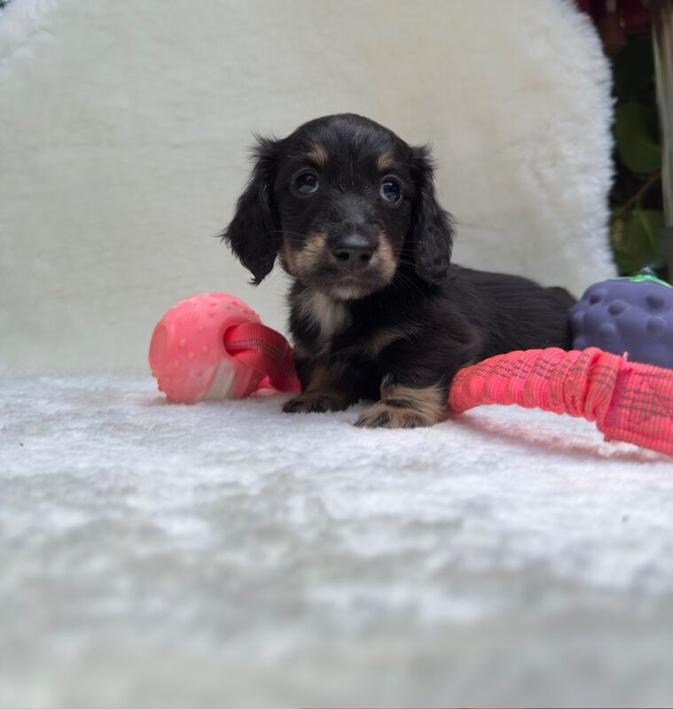 Dachshund puppies for sale in Richmond, Greater London – KC registered, 10 weeks old - Image 6 of 12