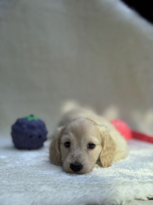 Dachshund puppies for sale in Richmond, Greater London – KC registered, 10 weeks old - Image 7 of 12
