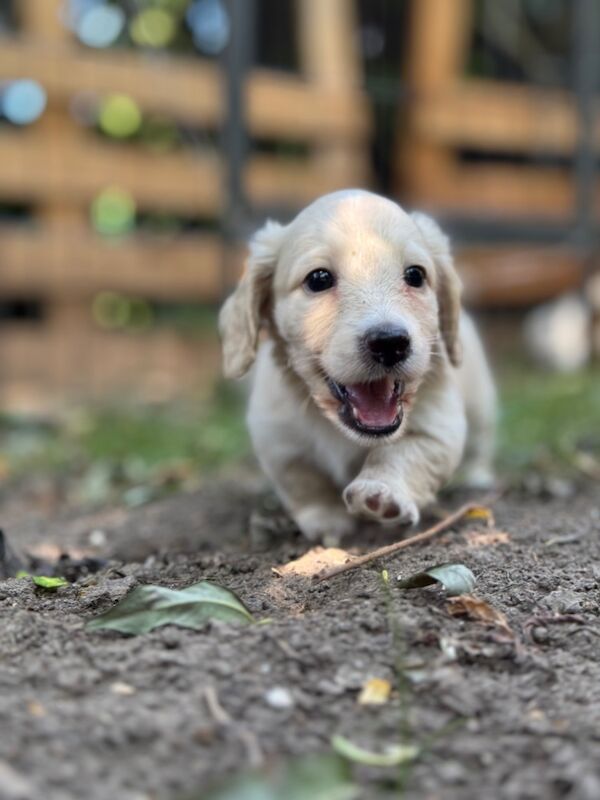 Dachshund puppies for sale in Richmond, Greater London – KC registered, 10 weeks old - Image 8 of 12