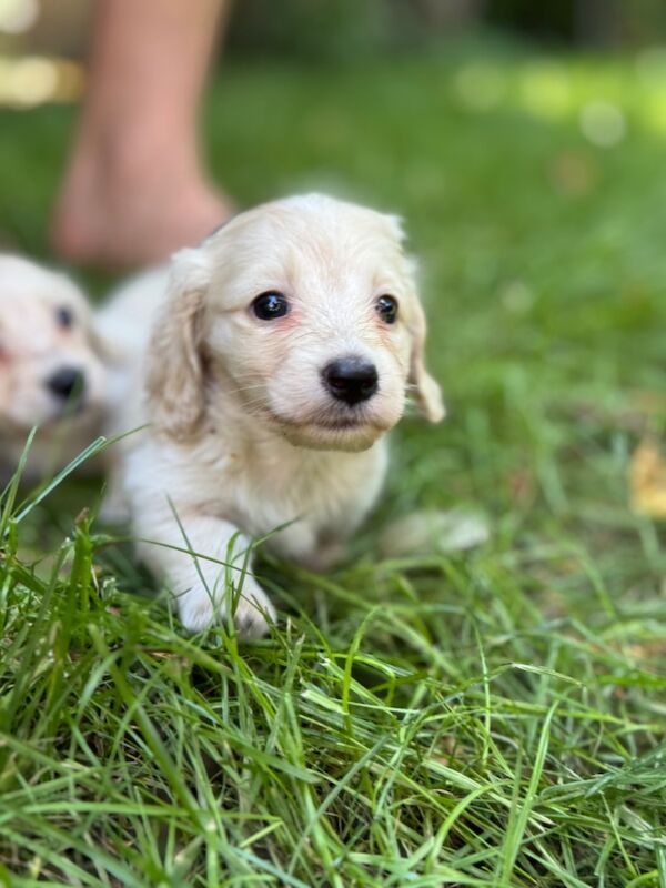 Dachshund puppies for sale in Richmond, Greater London – KC registered, 10 weeks old - Image 9 of 12