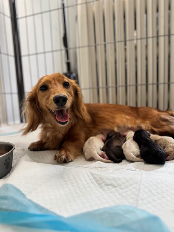 Dachshund puppies for sale in Richmond, Greater London – KC registered, 10 weeks old - Image 10 of 12