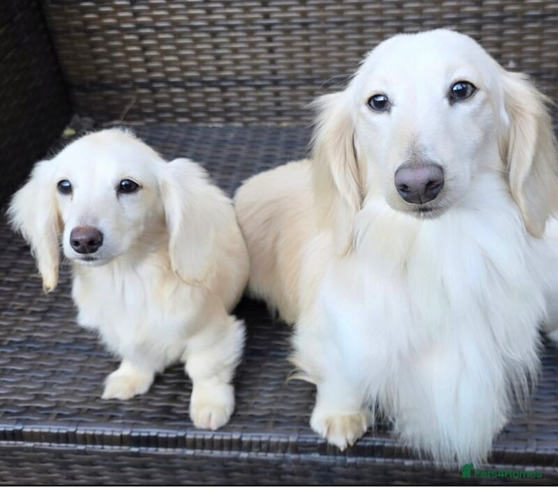 Dachshund puppies for sale in Richmond, Greater London – KC registered, 10 weeks old - Image 11 of 12
