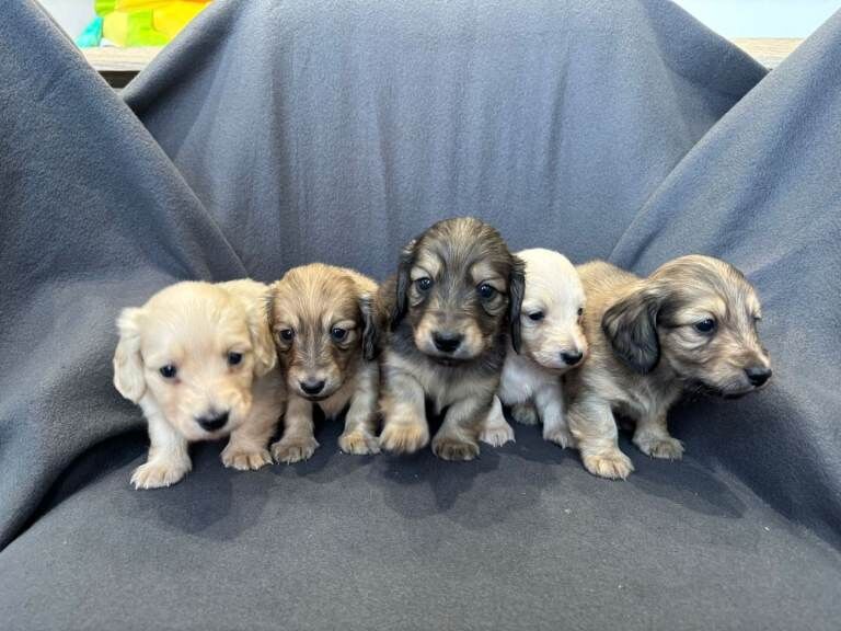 Dachshund puppies for sale in Brackla / Bragle, Mid Glamorgan – KC registered, 4 weeks old