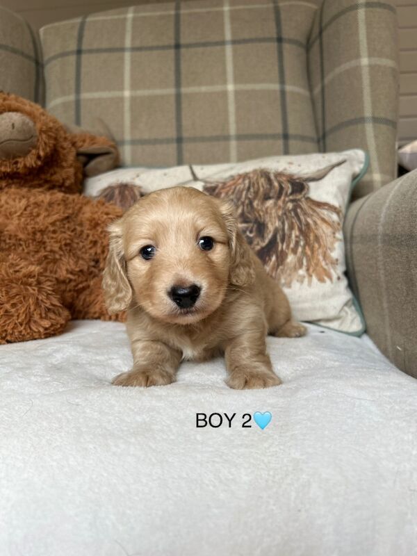 Dachshund puppies for sale in Leicestershire – KC registered, 6 weeks old - Image 6 of 12
