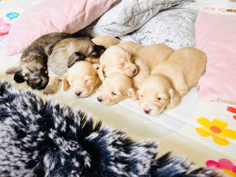 Dachshund puppies for sale in Carmarthen / Caerfyrddin, Dyfed – KC registered, 3 weeks old