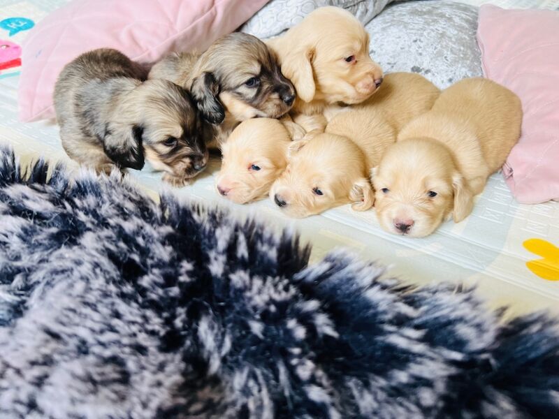 Dachshund puppies for sale in Carmarthen / Caerfyrddin, Dyfed – KC registered, 3 weeks old - Image 2 of 6