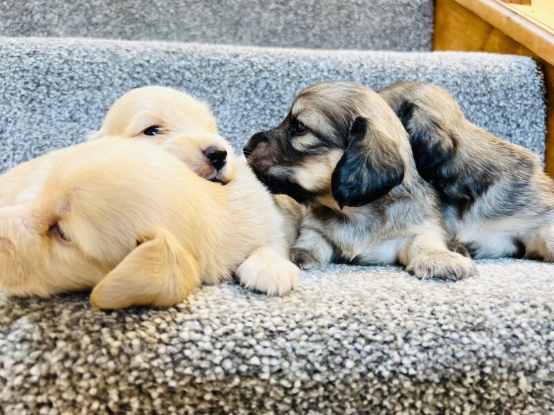 Dachshund puppies for sale in Carmarthen / Caerfyrddin, Dyfed – KC registered, 3 weeks old - Image 3 of 6
