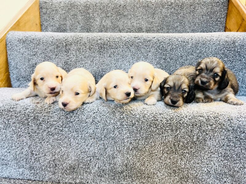 Dachshund puppies for sale in Carmarthen / Caerfyrddin, Dyfed – KC registered, 3 weeks old - Image 4 of 6