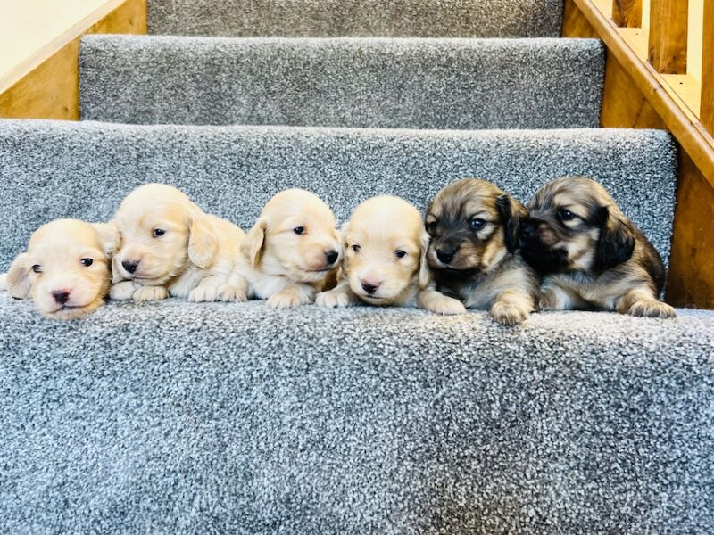 Dachshund puppies for sale in Carmarthen / Caerfyrddin, Dyfed – KC registered, 3 weeks old - Image 6 of 6