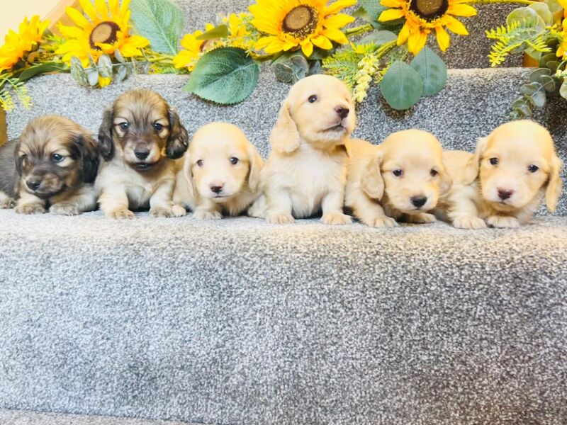 Dachshund puppies for sale in Carmarthen / Caerfyrddin, Dyfed – KC registered, 4 weeks old