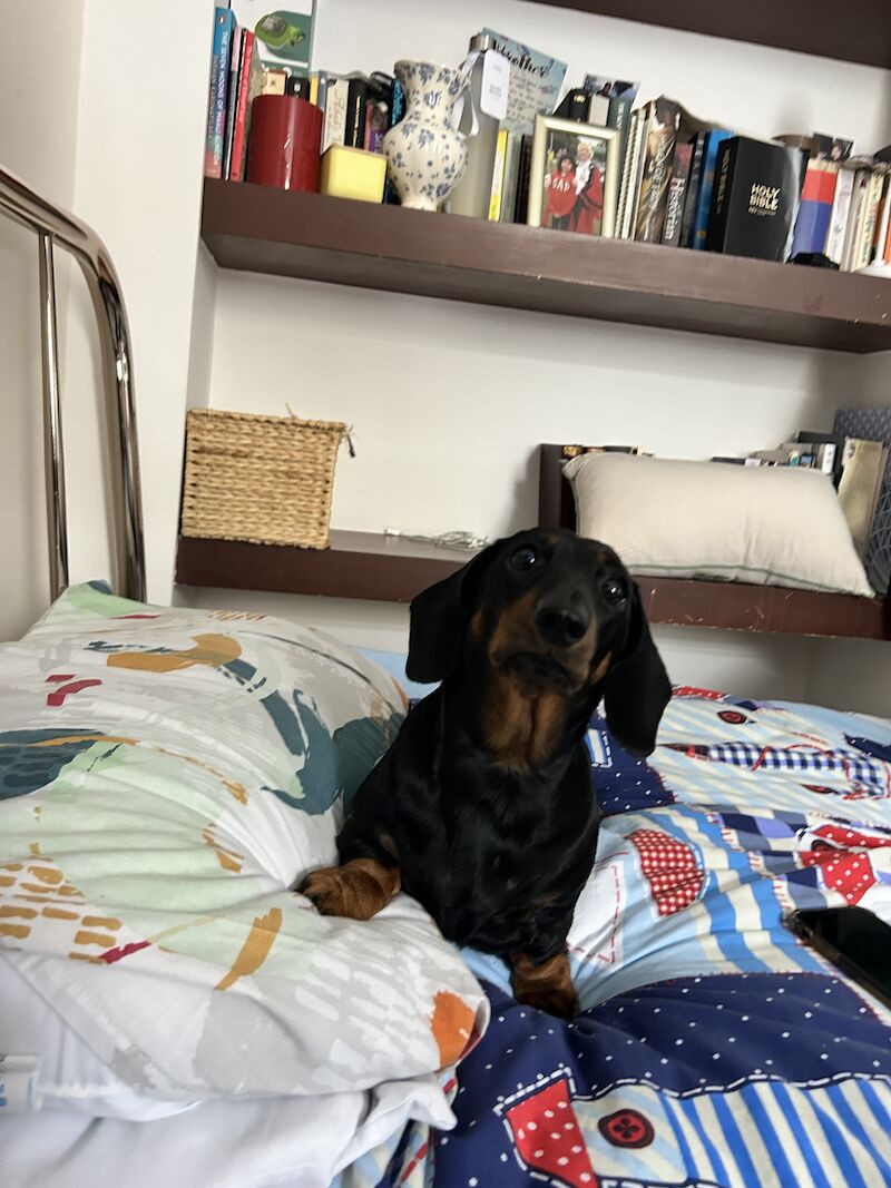 Cute and loving puppies for sale in Barnsbury, Islington, Greater London | Image 2
