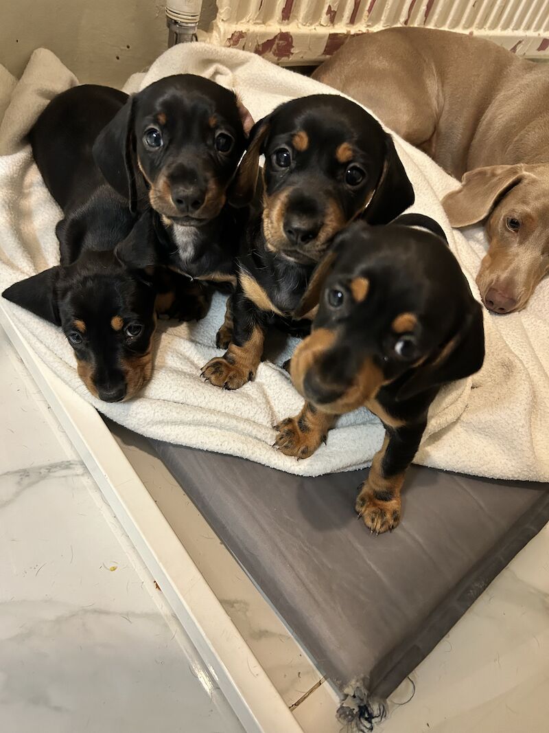 Cute and loving puppies for sale in Barnsbury, Islington, Greater London | Image 3