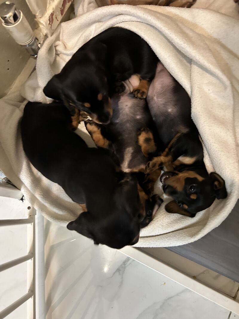 Cute and loving puppies for sale in Barnsbury, Islington, Greater London | Image 4