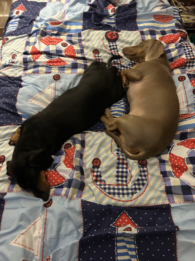 Cute and loving puppies for sale in Barnsbury, Islington, Greater London - Image 6