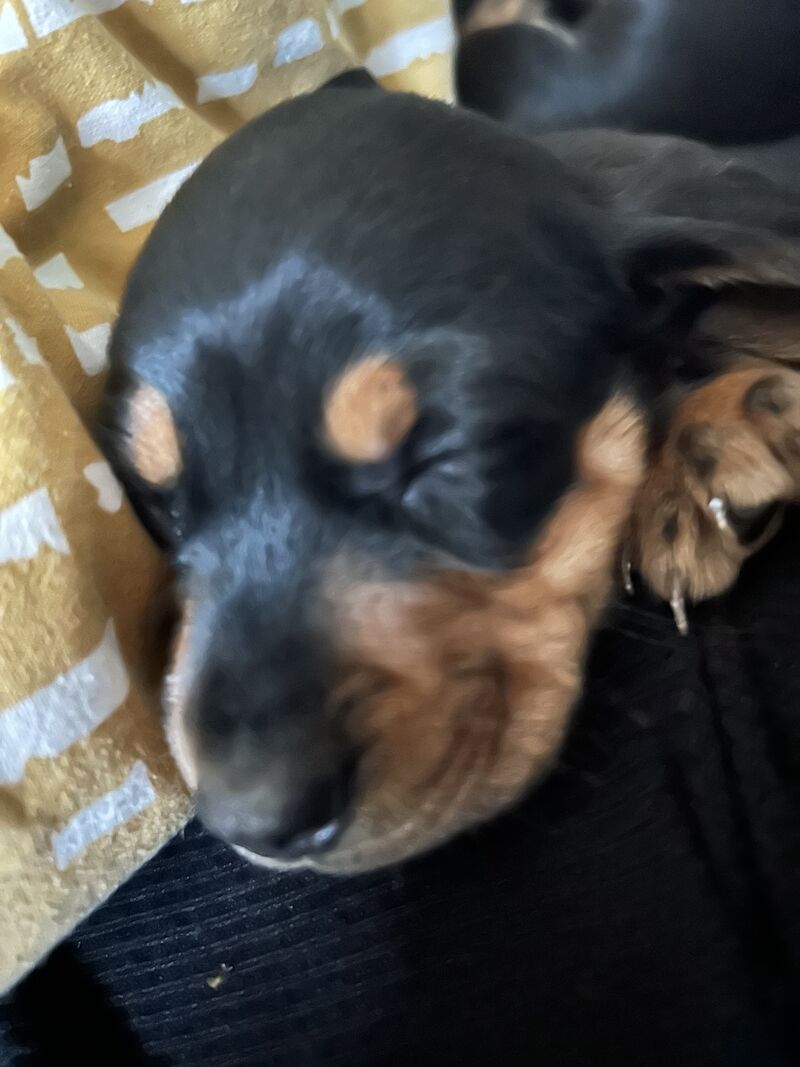 Cute and loving puppies for sale in Barnsbury, Islington, Greater London - Image 7