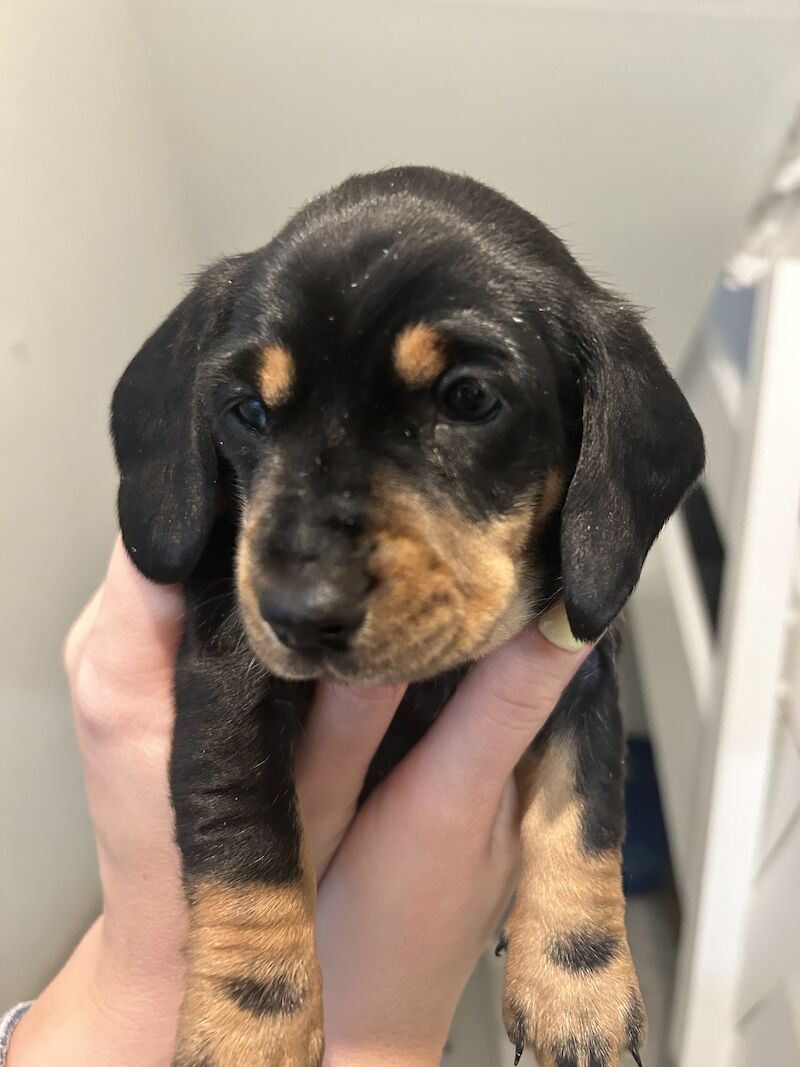 Cute and loving puppies for sale in Barnsbury, Islington, Greater London - Image 10