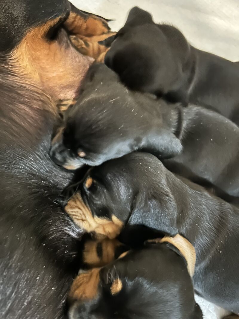 Cute and loving puppies for sale in Barnsbury, Islington, Greater London - Image 11