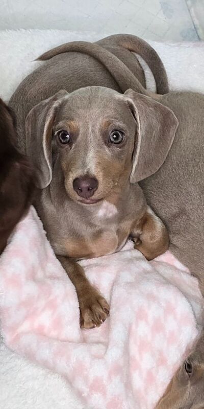 Dachshund puppies for sale in Birmingham, West Midlands – KC registered, 3 months old