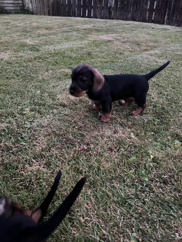 Dachshund puppies for sale in Helmsley, North Yorkshire – 7 weeks old - Image 6 of 6
