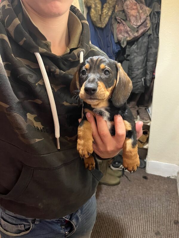 Dachshund puppies for sale in Helmsley, North Yorkshire – 9 weeks old