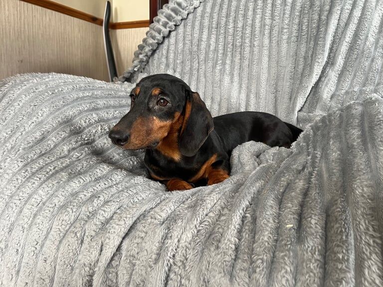 Dachshund boy for sale in Armagh, County Armagh