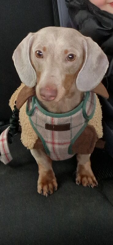 Dachshund puppies for sale in Wednesfield, West Midlands – KC registered, 2 years old - Image 4 of 5