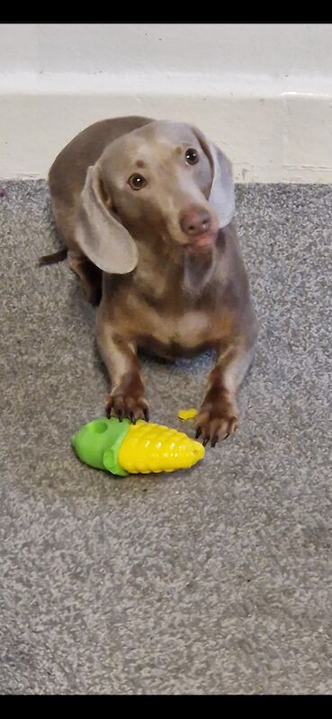 Dachshund puppies for sale in Wednesfield, West Midlands – KC registered, 2 years old - Image 2 of 5