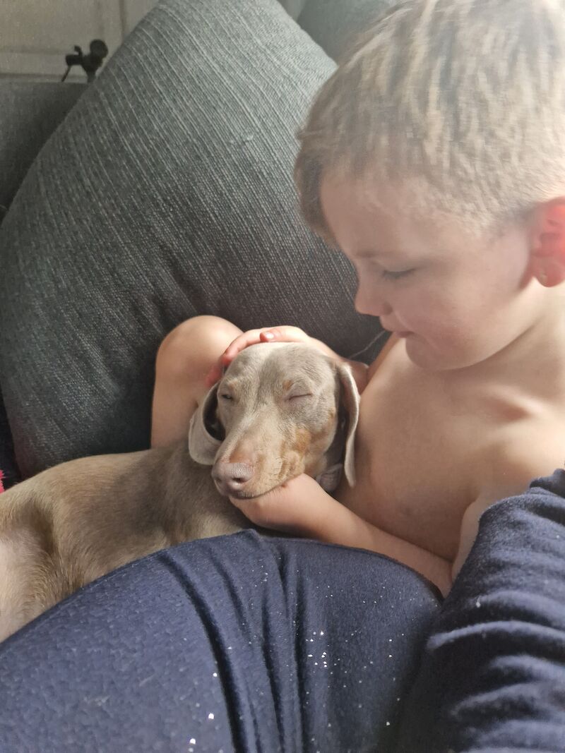 Dachshund puppies for sale in Wednesfield, West Midlands – KC registered, 2 years old - Image 5 of 5