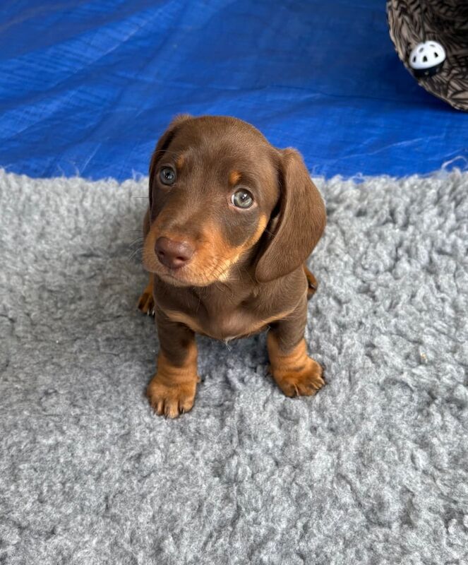Dachshund miniature KC