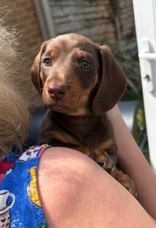 Dachshund miniature KC for sale in Fulwood, Lancashire | Image 3