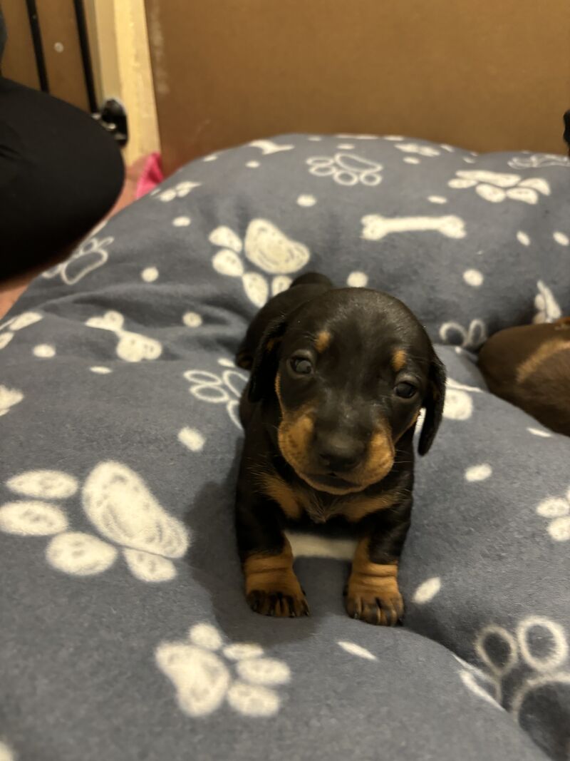 Dachshund puppies for sale in Dagenham, Barking & Dagenham, Greater London | Image 2