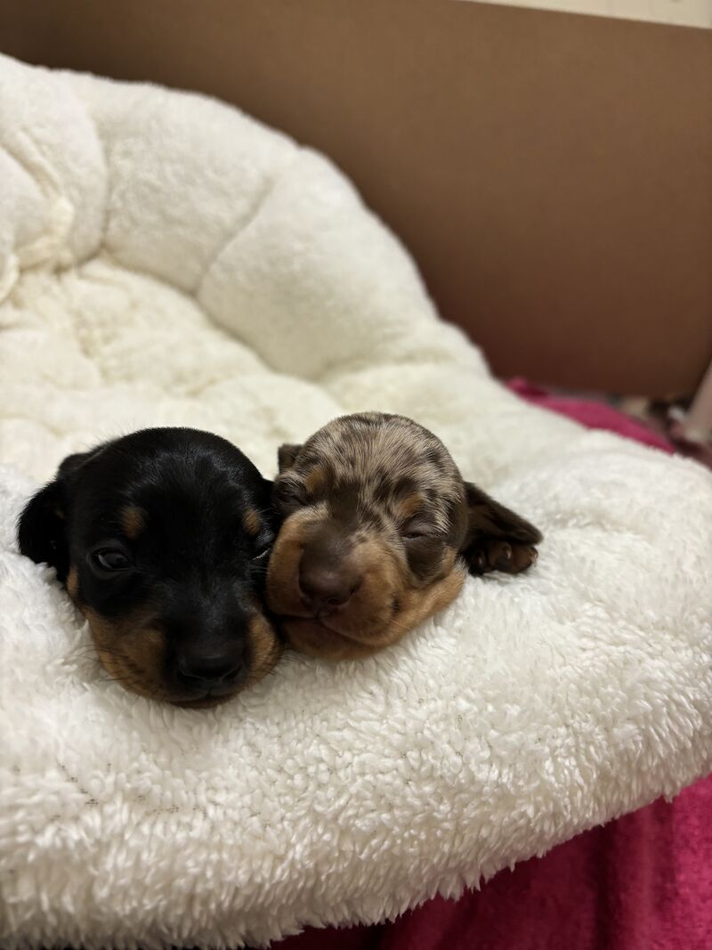 Dachshund puppies for sale in Dagenham, Barking & Dagenham, Greater London – 1 year old - Image 3 of 6