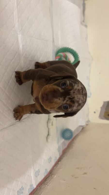 Dachshund puppies for sale in Dagenham, Barking & Dagenham, Greater London – 1 year old - Image 4 of 6