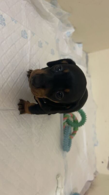 Dachshund puppies for sale in Dagenham, Barking & Dagenham, Greater London – 1 year old - Image 5 of 6