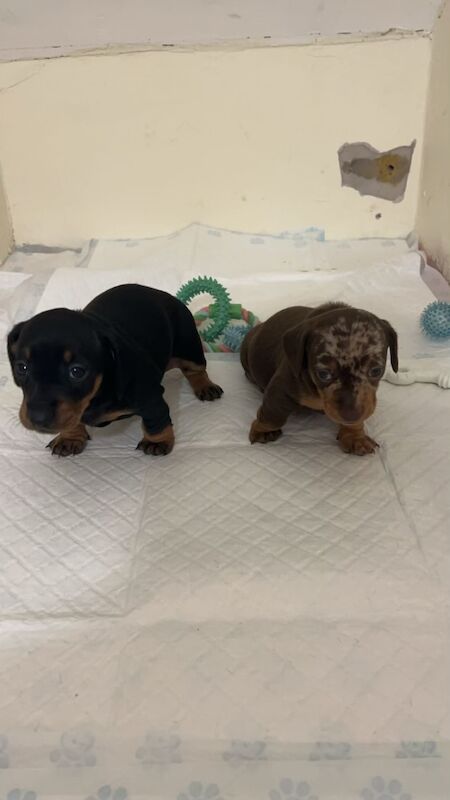 Dachshund puppies for sale in Dagenham, Barking & Dagenham, Greater London – 1 year old - Image 6 of 6