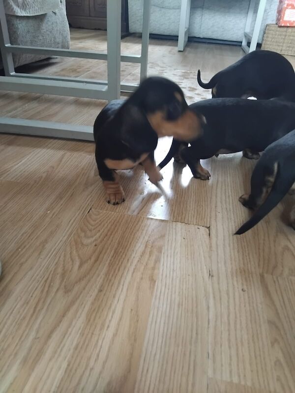 Dachshund puppies for sale in Spalding, Lincolnshire – 10 weeks old - Image 2 of 7