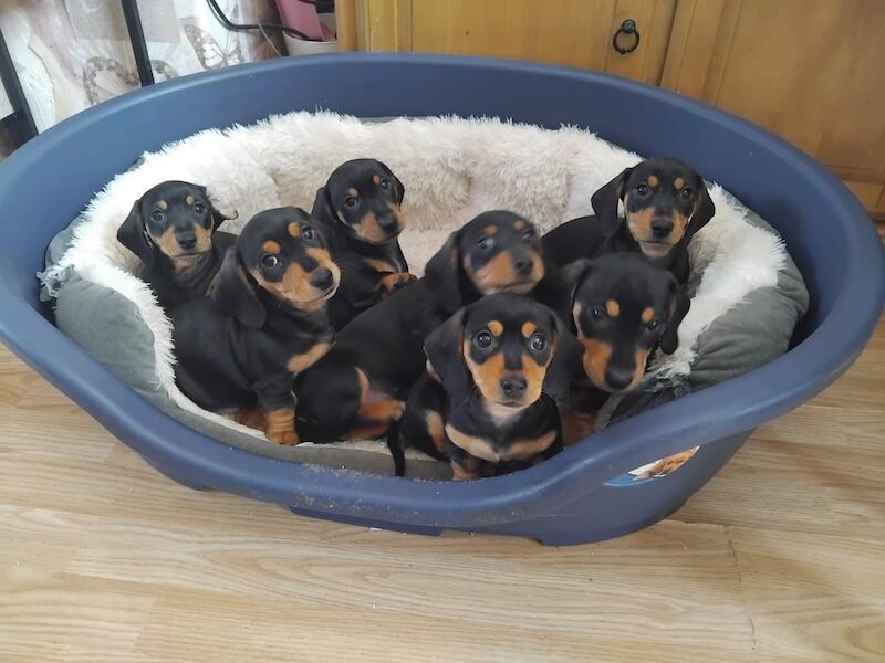 Dachshund puppies for sale in Spalding, Lincolnshire – 10 weeks old - Image 5 of 7