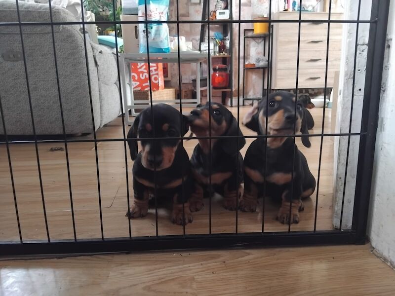 Dachshund puppies for sale in Spalding, Lincolnshire – 10 weeks old - Image 6 of 7