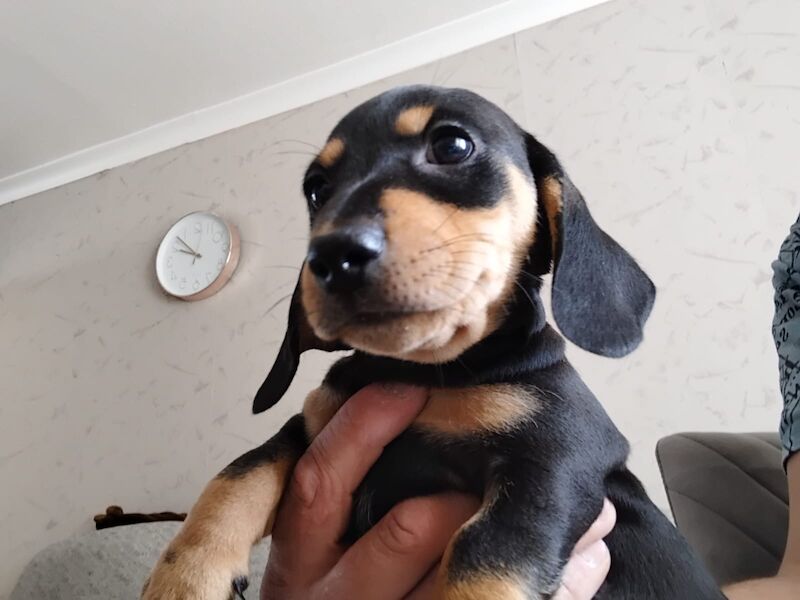 Dachshund puppies for sale in Spalding, Lincolnshire – 10 weeks old - Image 7 of 7