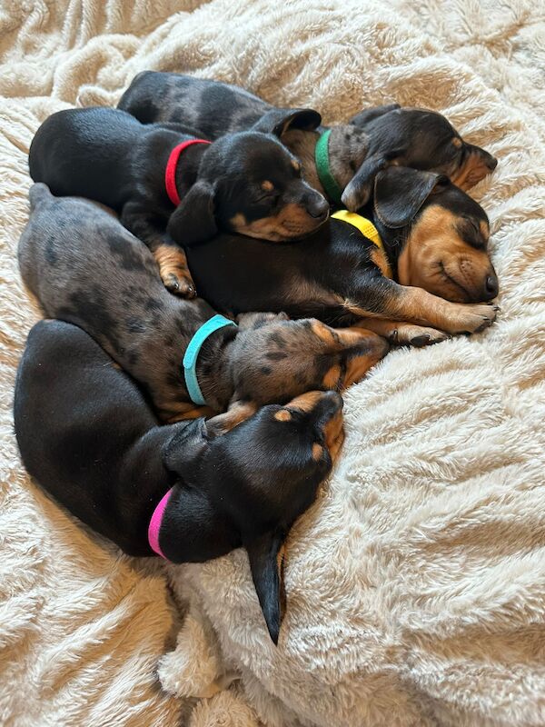 Dachshund puppies for sale in Inverclyde