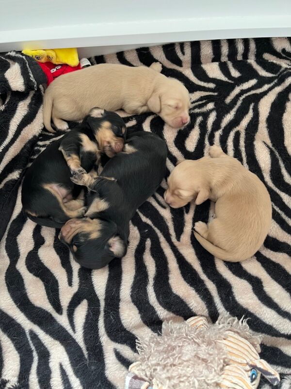 Dachshund puppies. for sale in Minster kent