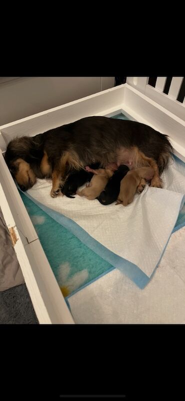 Dachshund puppies. for sale in Minster kent | Image 2