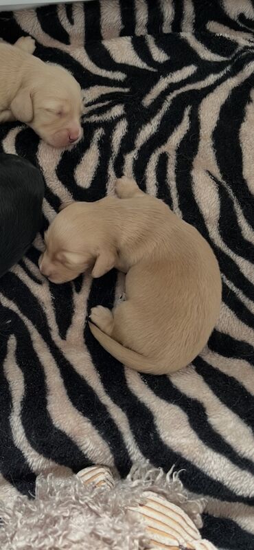 Dachshund puppies. for sale in Minster kent | Image 3