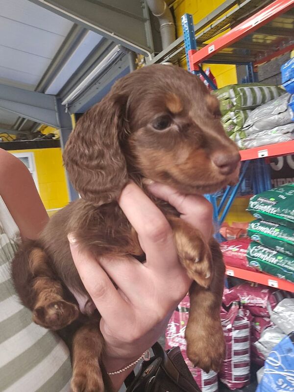 Dachshund puppies for sale in Huyton, Merseyside