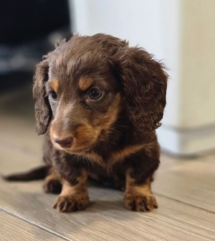 Dachshund puppies for sale in Huyton, Merseyside | Image 3