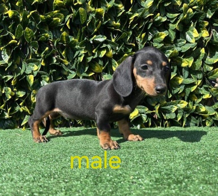 Dachshund puppies for sale in Bonnyrigg, Midlothian