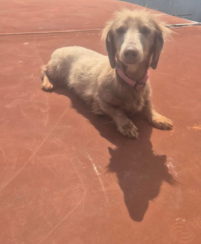Dachshund puppies for sale in Brechin, Angus