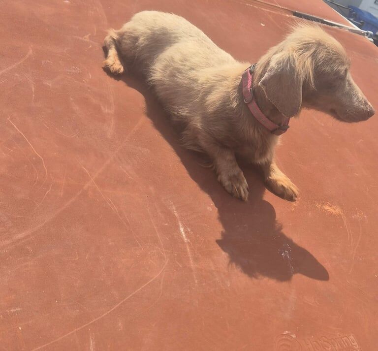 Dachshund puppies for sale in Brechin, Angus | Image 2