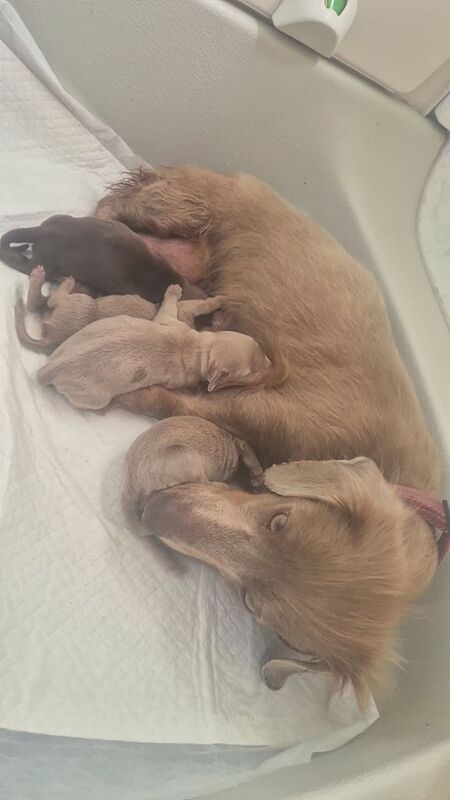 Dachshund puppies for sale in Brechin, Angus | Image 3